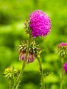 Pink milk thistle flower in bloom in spring. Single Thi Royalty Free Stock Photo