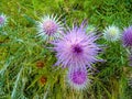 The pink milk thistle flower in bloom in summer morning Royalty Free Stock Photo