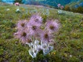 The pink milk thistle flower in bloom in summer morning Royalty Free Stock Photo