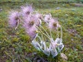 The pink milk thistle flower in bloom in summer morning Royalty Free Stock Photo