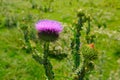 Pink milk thistle flower in bloom in summer Royalty Free Stock Photo