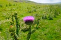 Pink milk thistle flower in bloom in summer Royalty Free Stock Photo