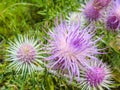 The pink milk thistle flower in bloom in summer morning. Royalty Free Stock Photo