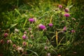 pink milk thistle flower in bloom in summer morning. Cross processed Royalty Free Stock Photo