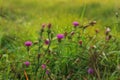 pink milk thistle flower in bloom in summer morning. Cross processed Royalty Free Stock Photo