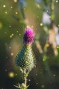 Pink milk thistle flower in bloom in summer morning Royalty Free Stock Photo