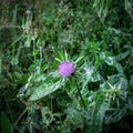 Pink milk thistle flower in bloom in summer morning. Medical plants. Royalty Free Stock Photo
