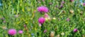 Pink milk thistle flower in bloom in summer morning. Wide photo