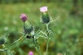 pink milk thistle flower in bloom in summer morning Royalty Free Stock Photo