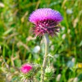 Pink milk thistle flower in bloom in summer morning Royalty Free Stock Photo