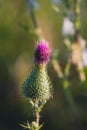 Pink milk thistle flower in bloom in summer morning Royalty Free Stock Photo