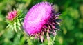 Pink milk thistle flower in bloom in summer. Wide photo Royalty Free Stock Photo