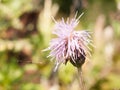 Pink milk thistle flower head close up Silybum marianum Royalty Free Stock Photo