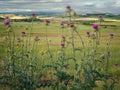 Pink milk thistle flowers - Silybum marianum, also known as Cardus marianus and sacred thistle, growing wild near Viana, Spain