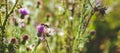 Pink milk thistle flowers in wild natur with bee collecting pollen, Silybum marianum herbal remedy, Saint Mary`s Thistle Royalty Free Stock Photo