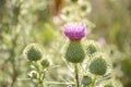 Pink milk thistle