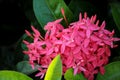 Pink Milkweed for Monarchs on a large brush in Florida