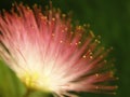 Pink mimosa bloom Royalty Free Stock Photo