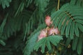 Pink Mimosa Flower Royalty Free Stock Photo