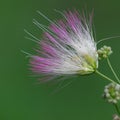 Pink Mimosa flower isolated on green background Royalty Free Stock Photo