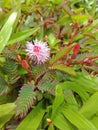 Pink mimosa flower Royalty Free Stock Photo