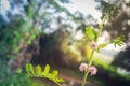 Pink mimosa flowers in a field of green forest Royalty Free Stock Photo