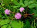 A pink mimosa pudica flower blooms well Royalty Free Stock Photo