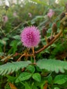 Pink mimosa pudica flower Royalty Free Stock Photo