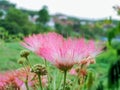 Pink Mimosa pudica flower Royalty Free Stock Photo