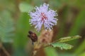 Pink Mimosa pudica flower Royalty Free Stock Photo