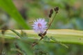 Pink Mimosa pudica flower Royalty Free Stock Photo
