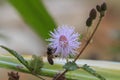 Pink Mimosa pudica flower Royalty Free Stock Photo