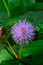 Pink mimosa pudica flowers and green leaves