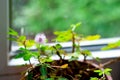 Pink mimosa pudica plant in front of window Royalty Free Stock Photo