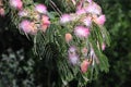 Pink Mimosa Tree, Albizia julibrissin Royalty Free Stock Photo