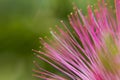 Pink Mimosa Tree flower Royalty Free Stock Photo