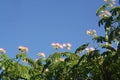 Pink Mimosa Tree flowers against a blue sky Royalty Free Stock Photo