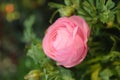 Pink mini flower