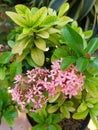 Pink Mini Flower Plant close up shoot in a garder. Ixoras Pink Flower Plant Royalty Free Stock Photo