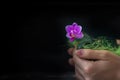 Pink mini orchid Phalaenopsis in a pot and a woman`s hand touching it.