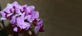 Horizontal banner. Pink mini phalaenopsis orchid with flowers and buds on a dark background. Selective, soft focus. Place for text Royalty Free Stock Photo