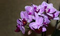 Pink mini phalaenopsis orchid with flowers and buds on a dark background. Selective, soft focus. Place for text, copy space Royalty Free Stock Photo