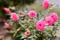 Pink Miniature Rose Royalty Free Stock Photo