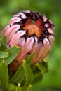 Pink Mink Protea Flower