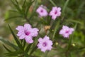 Pink minnieroot flower