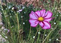 Pink mix white cosmos flowers blooming in the garden.