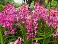 Pink Mokara orchid flowers Royalty Free Stock Photo