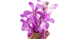 Pink mokara orchids in vase isolated on white background Royalty Free Stock Photo