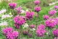 Pink Monarda, bee balm or bergamot in the summer garden