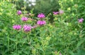 Pink monarda flowers. Bergamot herb, American lemon balm, Indian nettle, Oregon tea, bee balm, horse mint